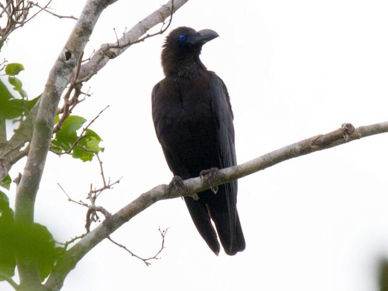 Brown-headed Crow, 照片 4