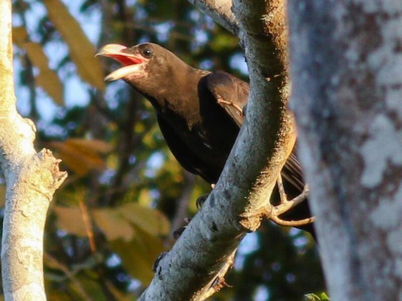 Brown-headed Crow, 照片 2