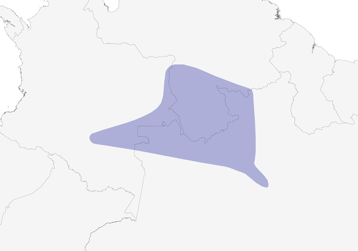 Hylophile à tête brune, Distribution 1