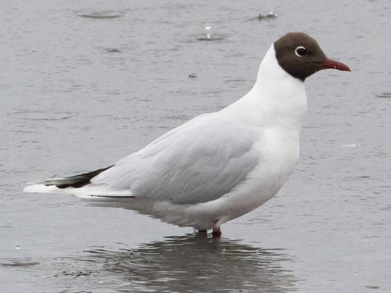 Mouette à capuchon, Photos 4