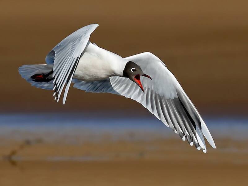 Mouette à capuchon, Photos 2