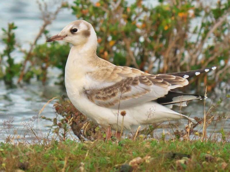 Brown-hooded Gull