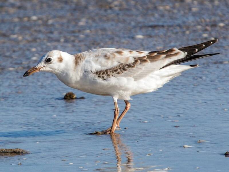 Mouette à capuchon, Photos 3