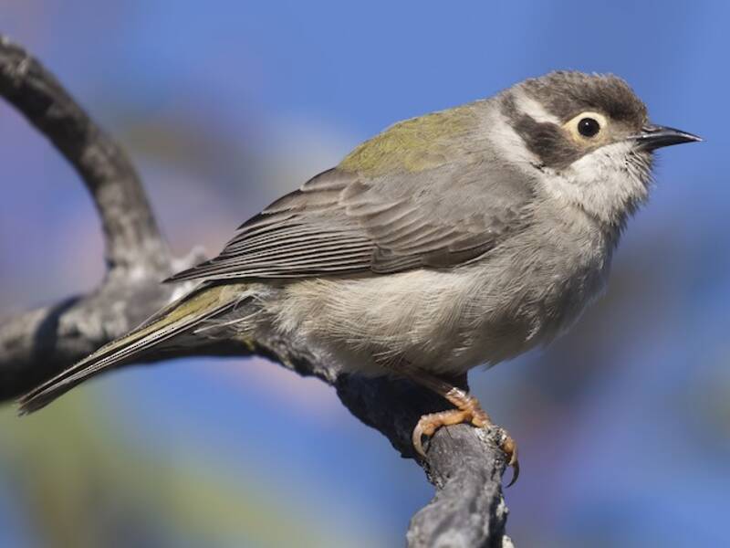 Brown-headed Honeyeater, Photos 3