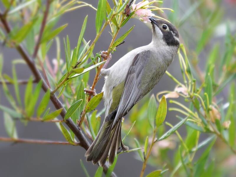 Brown-headed Honeyeater, Photos 2