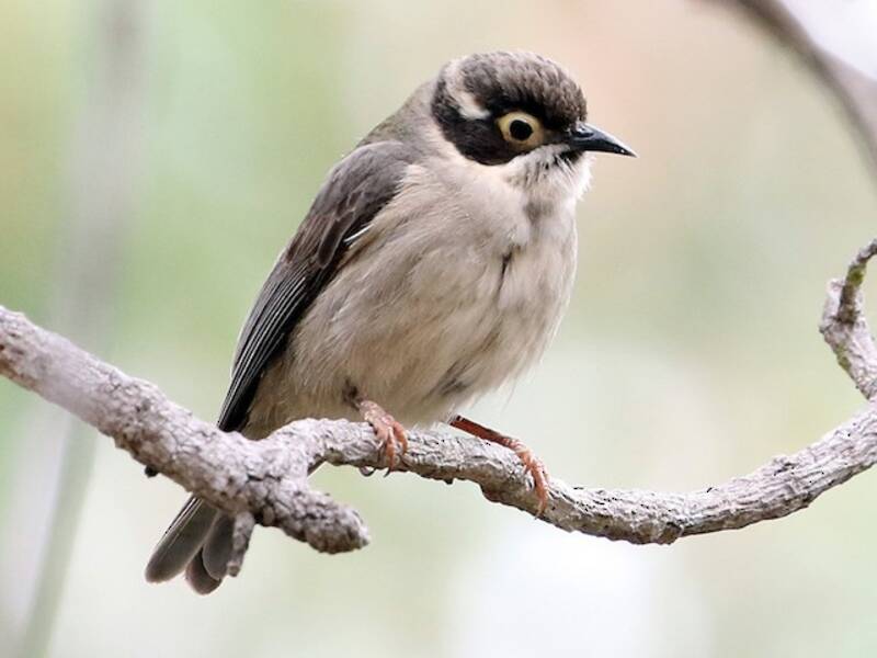 Brown-headed Honeyeater