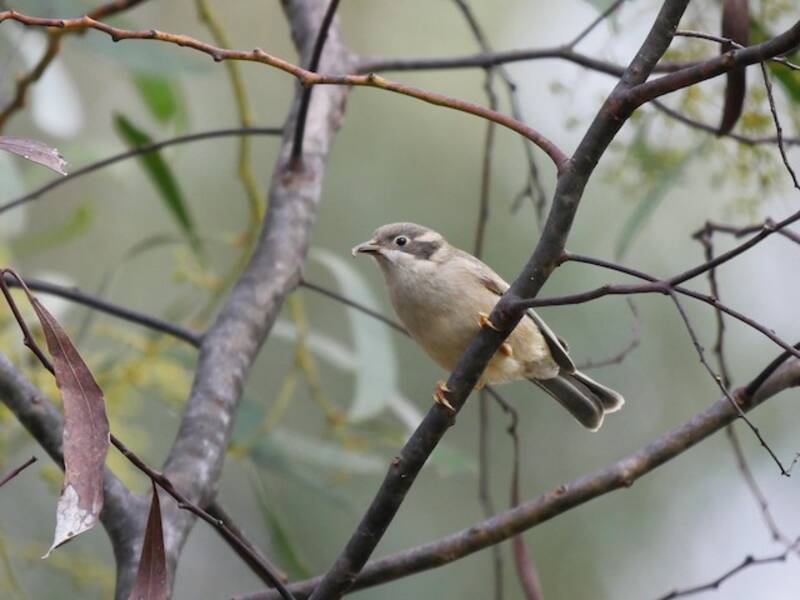 Brown-headed Honeyeater, Photos 4
