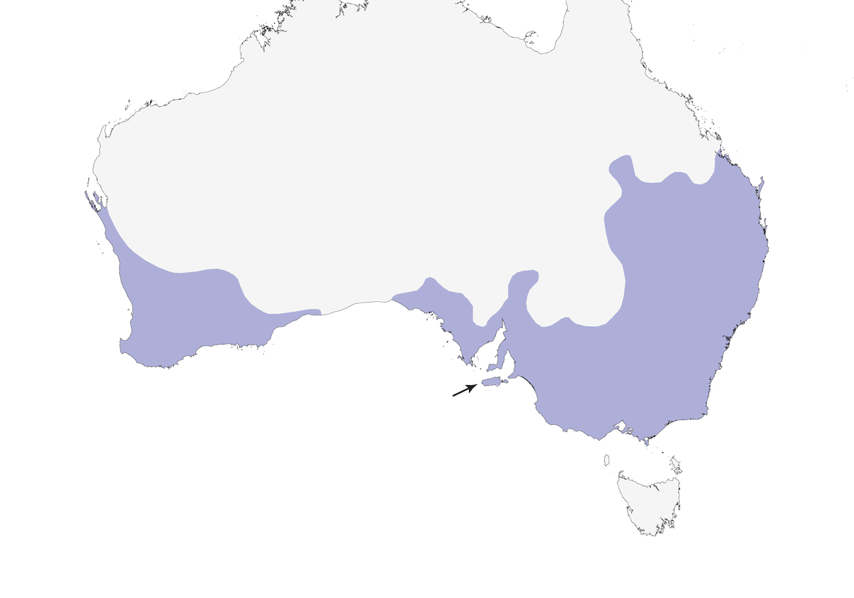 Brown-headed Honeyeater, Distribution 1