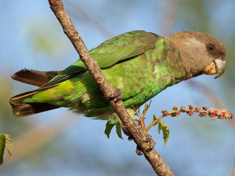 Brown-headed Parrot, Photos 3