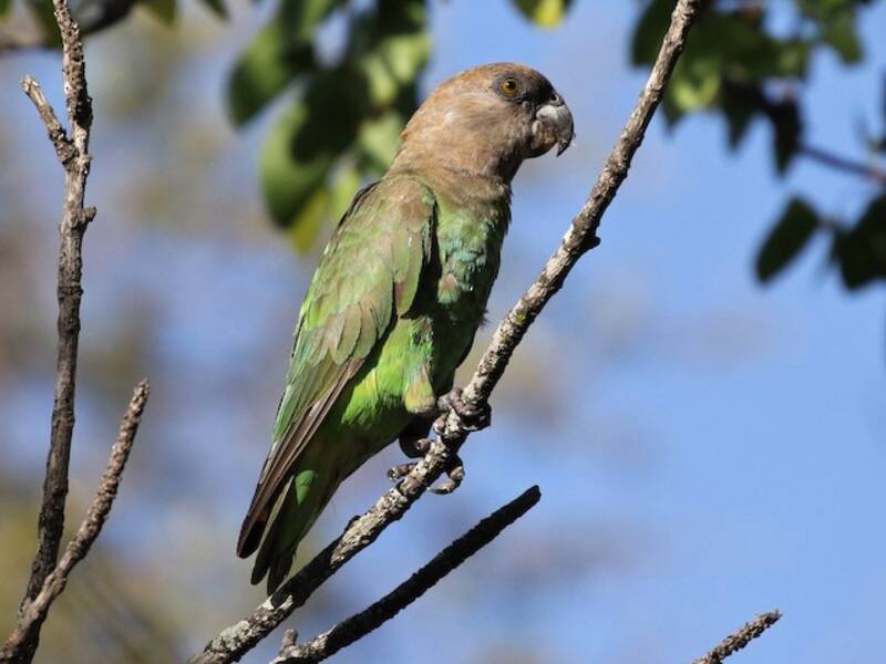 Brown-headed Parrot, Photos 4