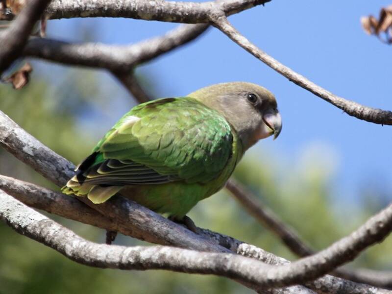 Brown-headed Parrot, Photos 2