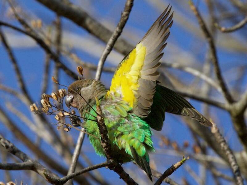 Loro cabecipardo