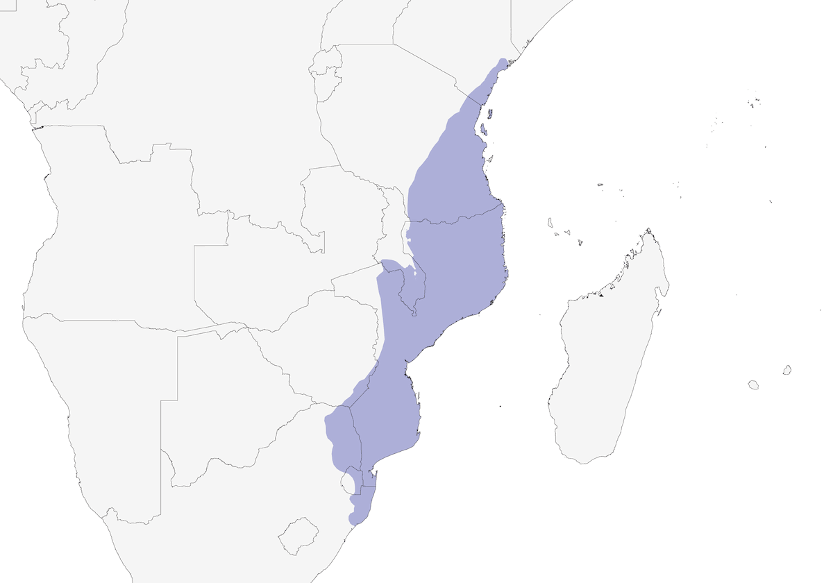 Brown-headed Parrot, Distribution 1