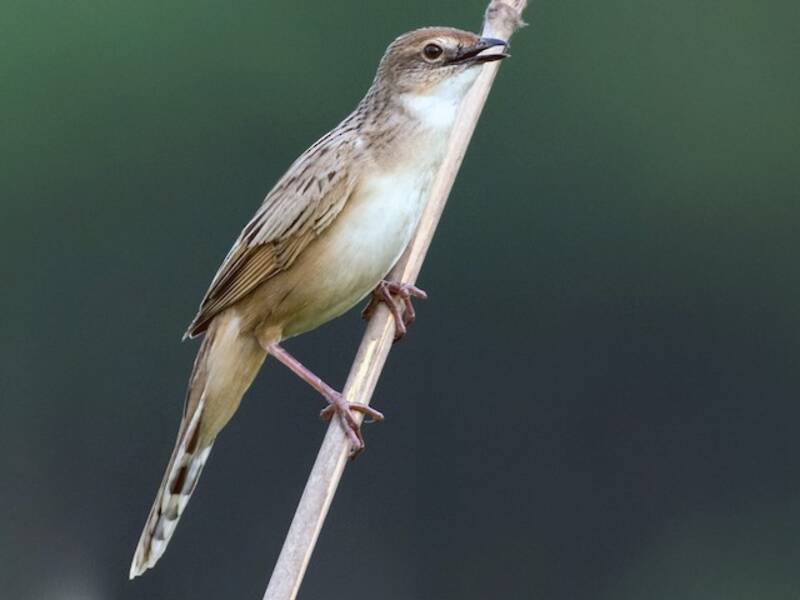 Bristled Grassbird, Photos 3