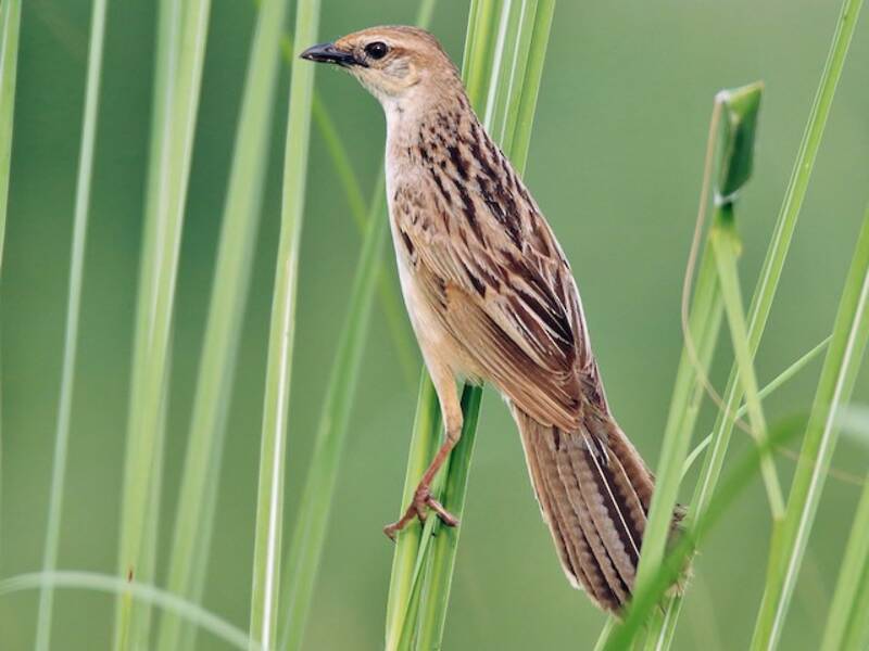 Bristled Grassbird, Photos 2