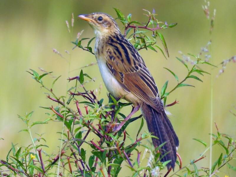 Bristled Grassbird, Photos 4