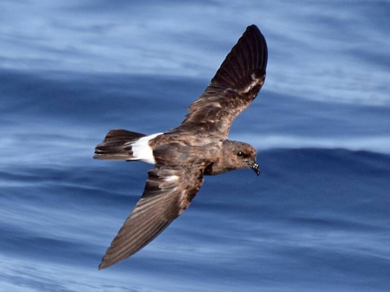 European Storm-Petrel, 照片 3