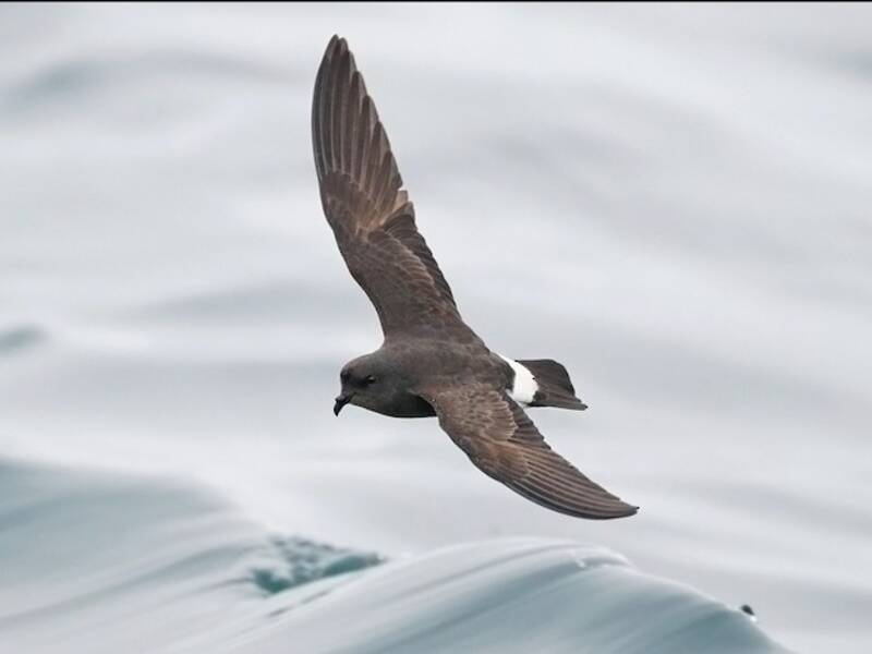 European Storm-Petrel (Hydrobates pelagicus)