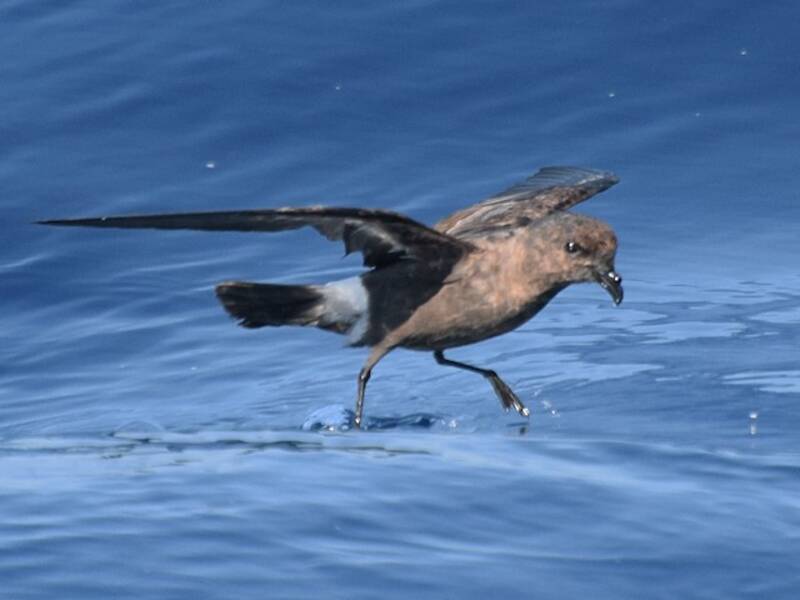 European Storm-Petrel, 照片 2