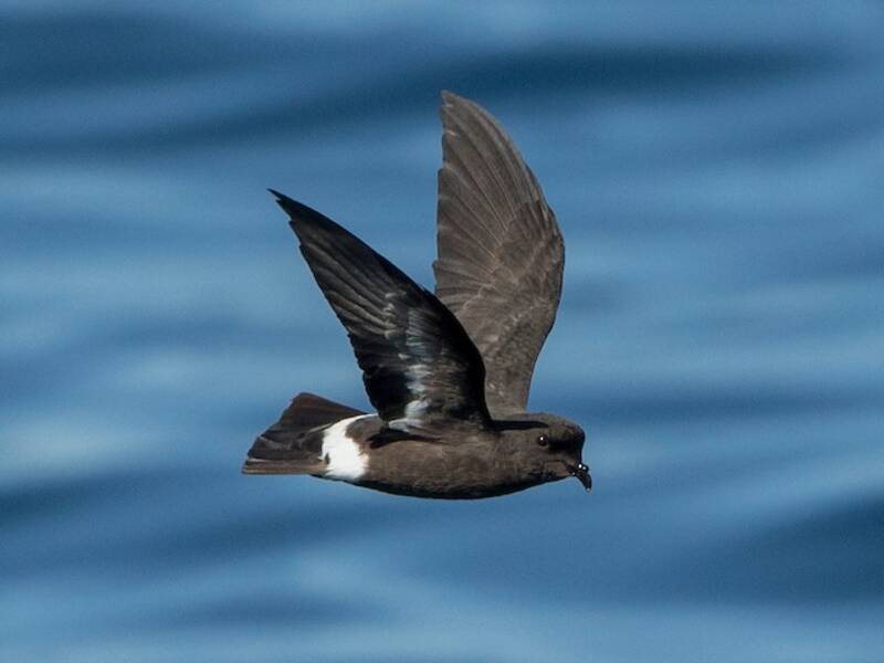 European Storm-Petrel, 照片 4