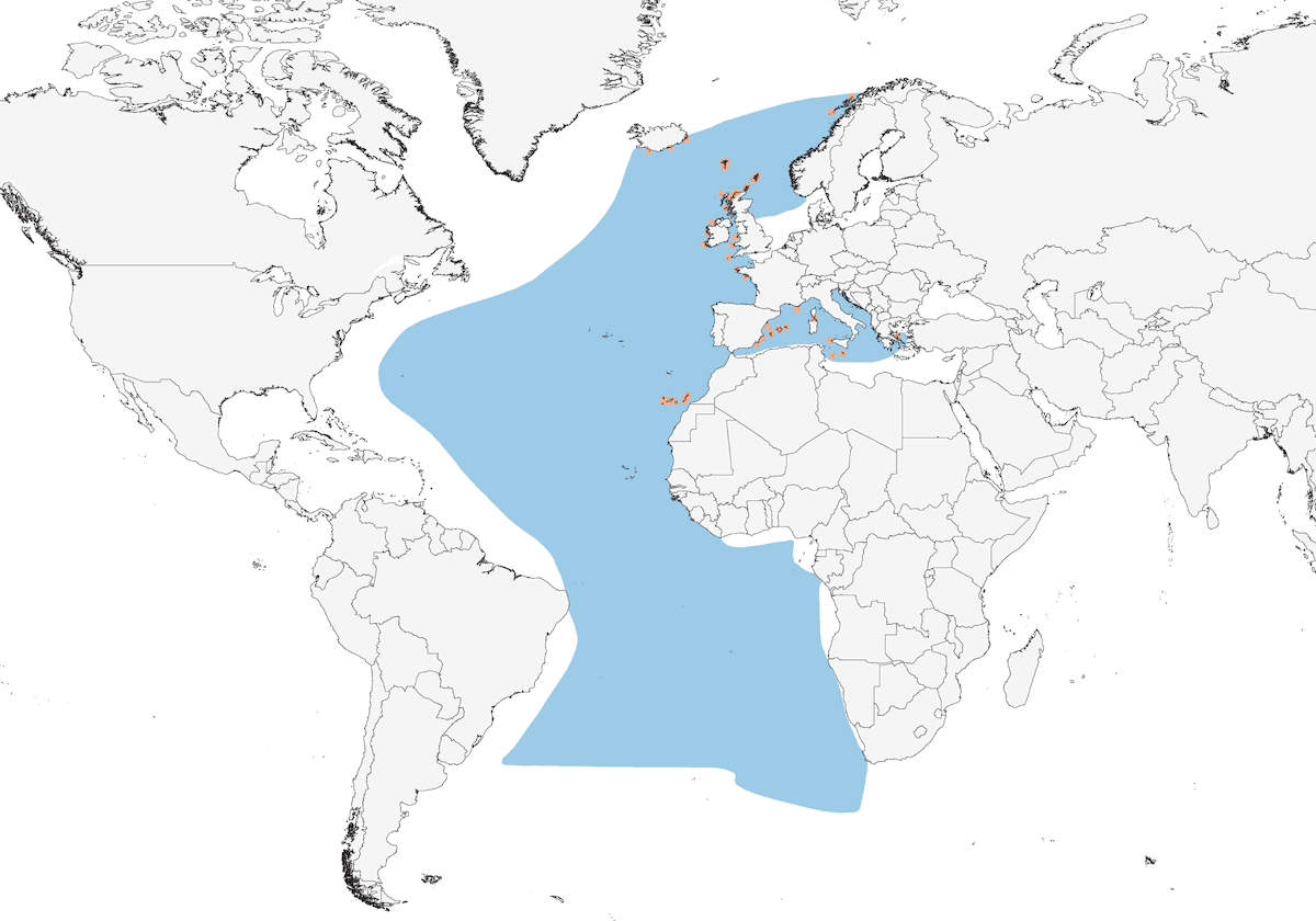 European Storm-Petrel, 分布 1