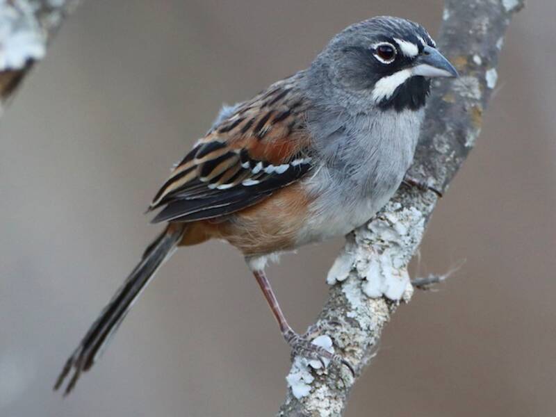 Bridled Sparrow