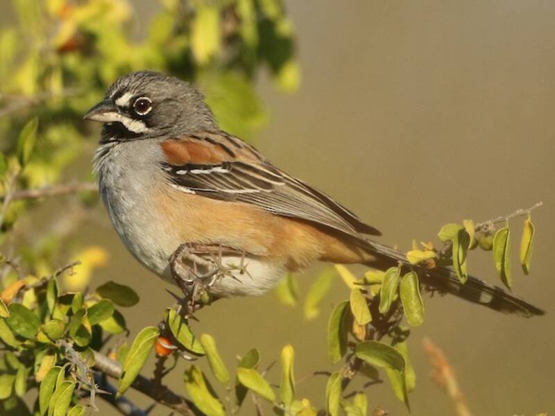 Moineau bridé, Photos 2