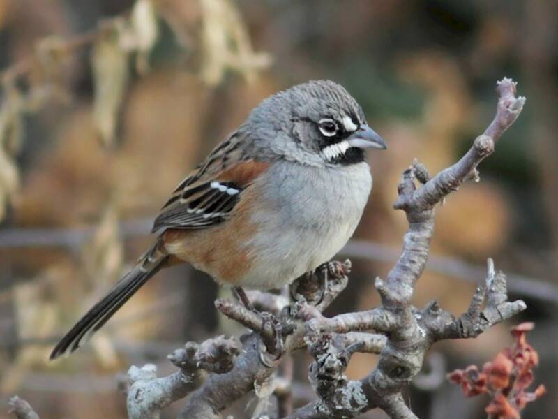 Moineau bridé, Photos 3