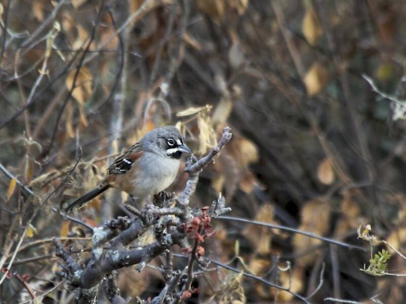 Moineau bridé, Photos 4