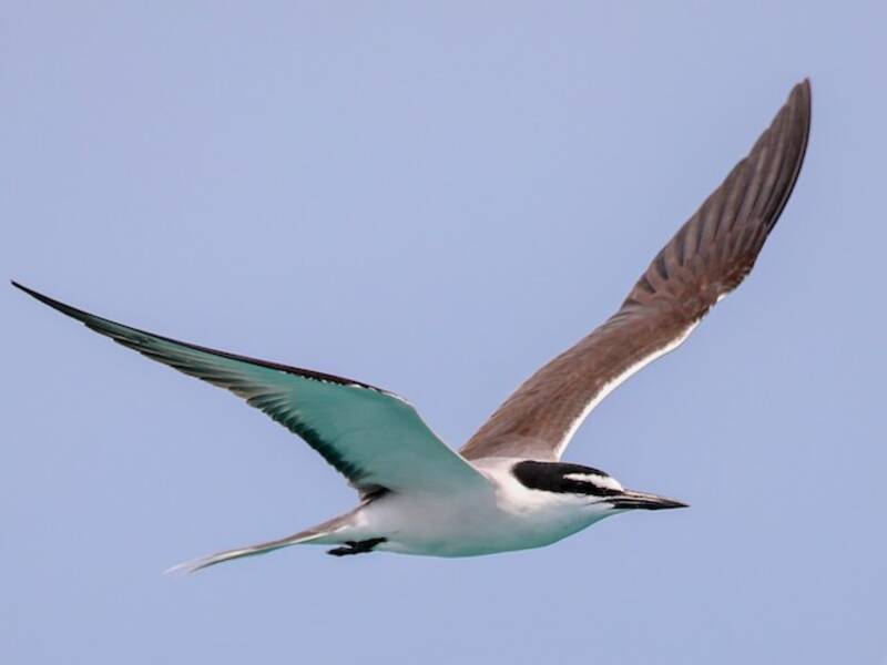 Bridled Tern, 照片 3