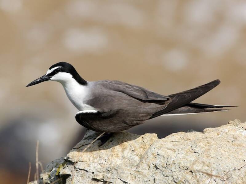 Bridled Tern, 照片 4