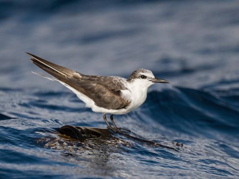 Bridled Tern, 照片 2