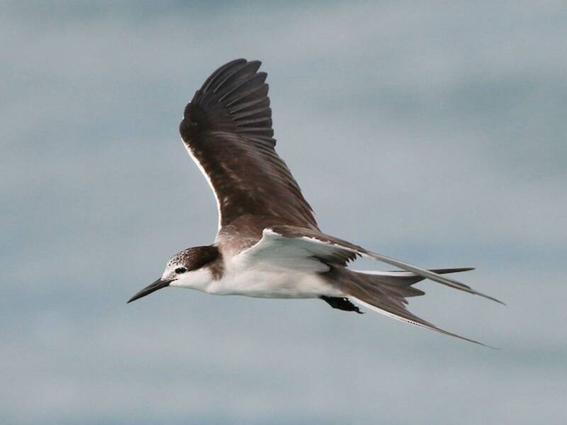 Bridled Tern