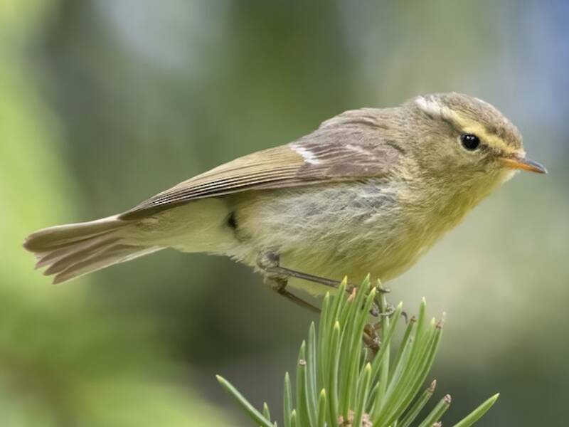 Brooks's Leaf Warbler, 照片 4