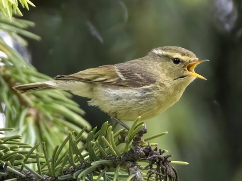 Brooks's Leaf Warbler, 照片 2