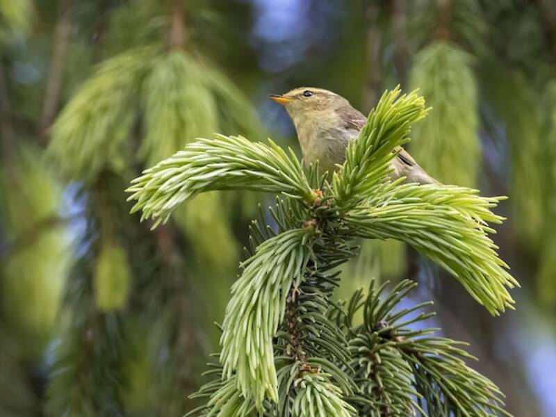 Brooks's Leaf Warbler, 照片 3