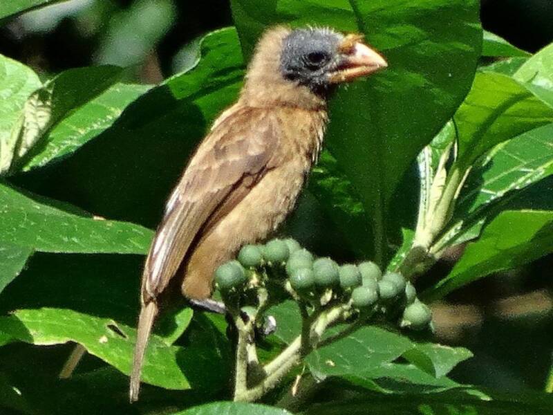 Pel-Bartvogel, Fotos 3