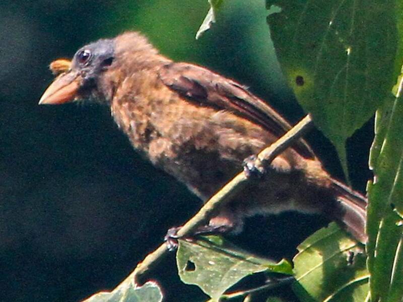 Pel-Bartvogel, Fotos 2