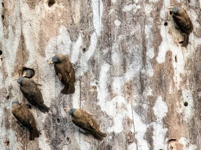Pel-Bartvogel, Fotos 4