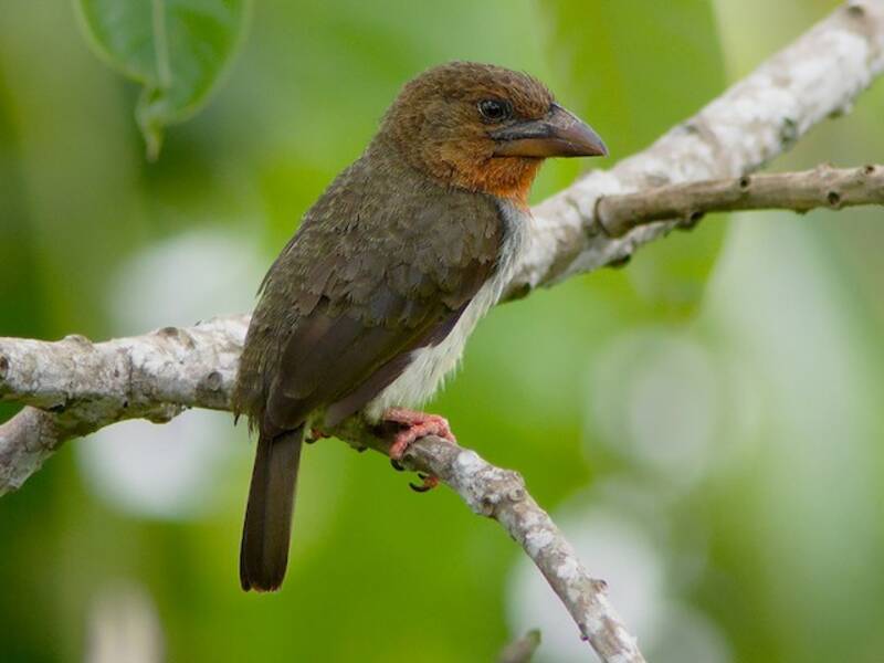 Brown Barbet, Photos 3