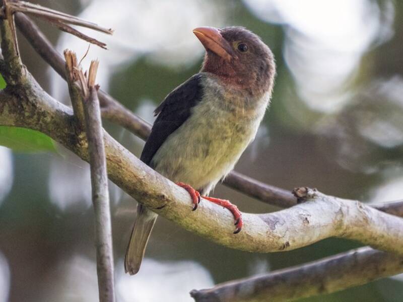 Brown Barbet, Photos 4