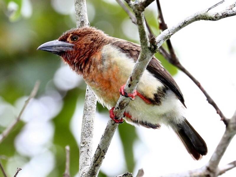 Braunkopf-Bartvogel