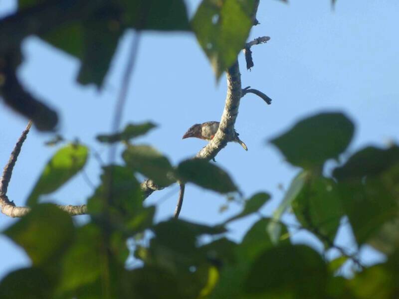 Brown Barbet, Photos 2