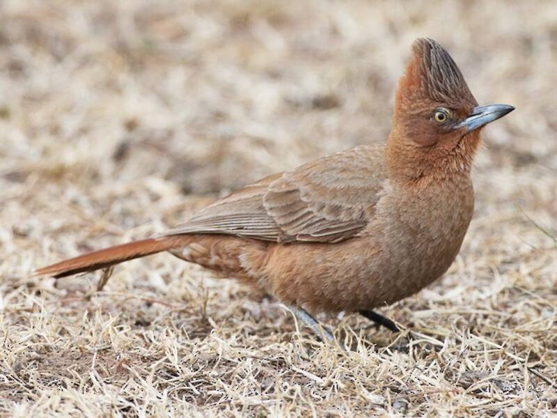 Brown Cacholote