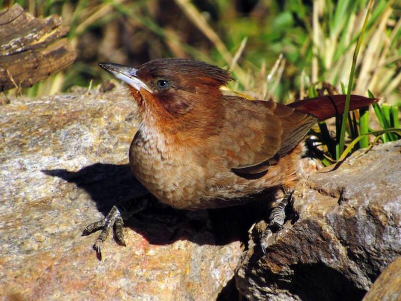 Brown Cacholote, 照片 3