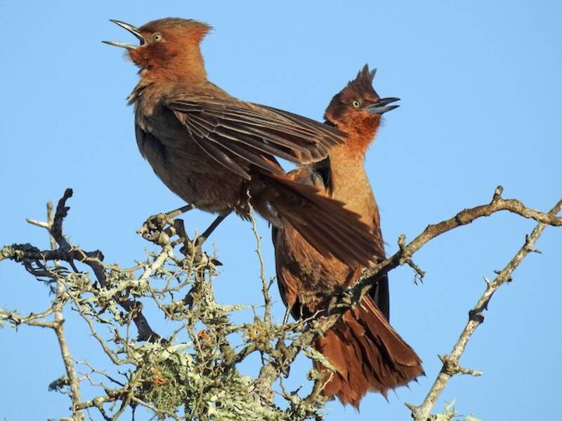 Brown Cacholote, 照片 2