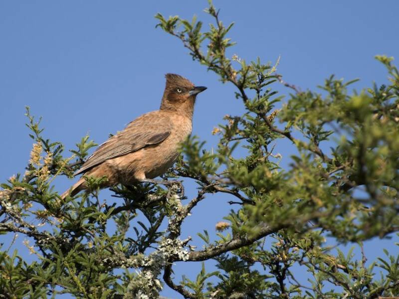 Brown Cacholote, 照片 4