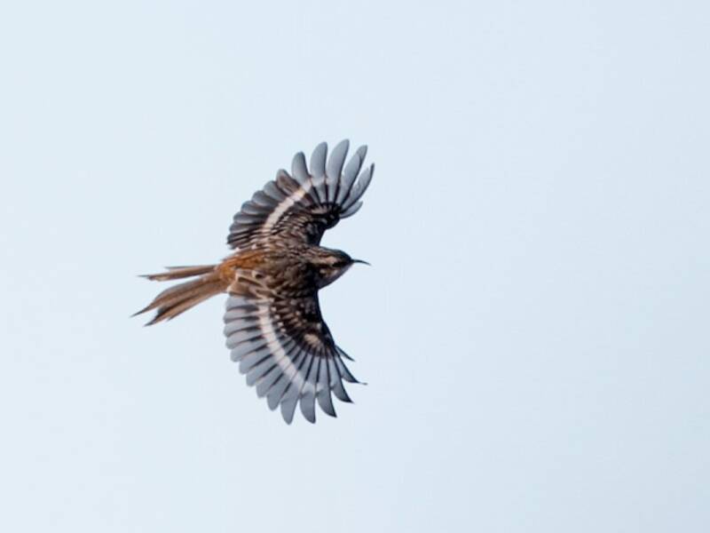 Braunbaumläufer, Fotos 2