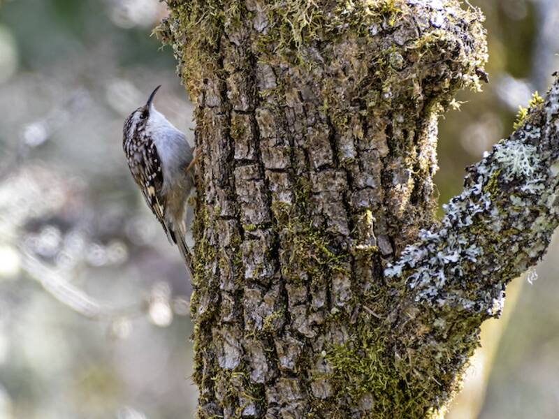 Braunbaumläufer, Fotos 3