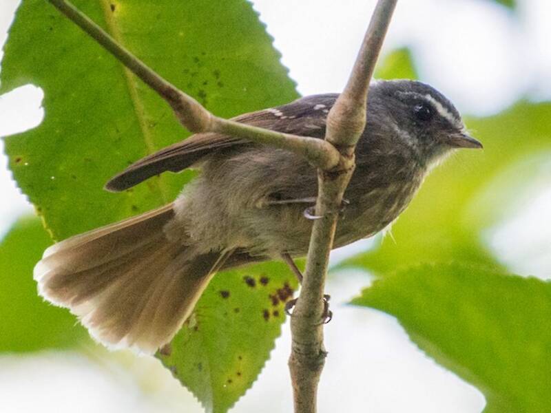 Bougainville Fantail, 照片 3